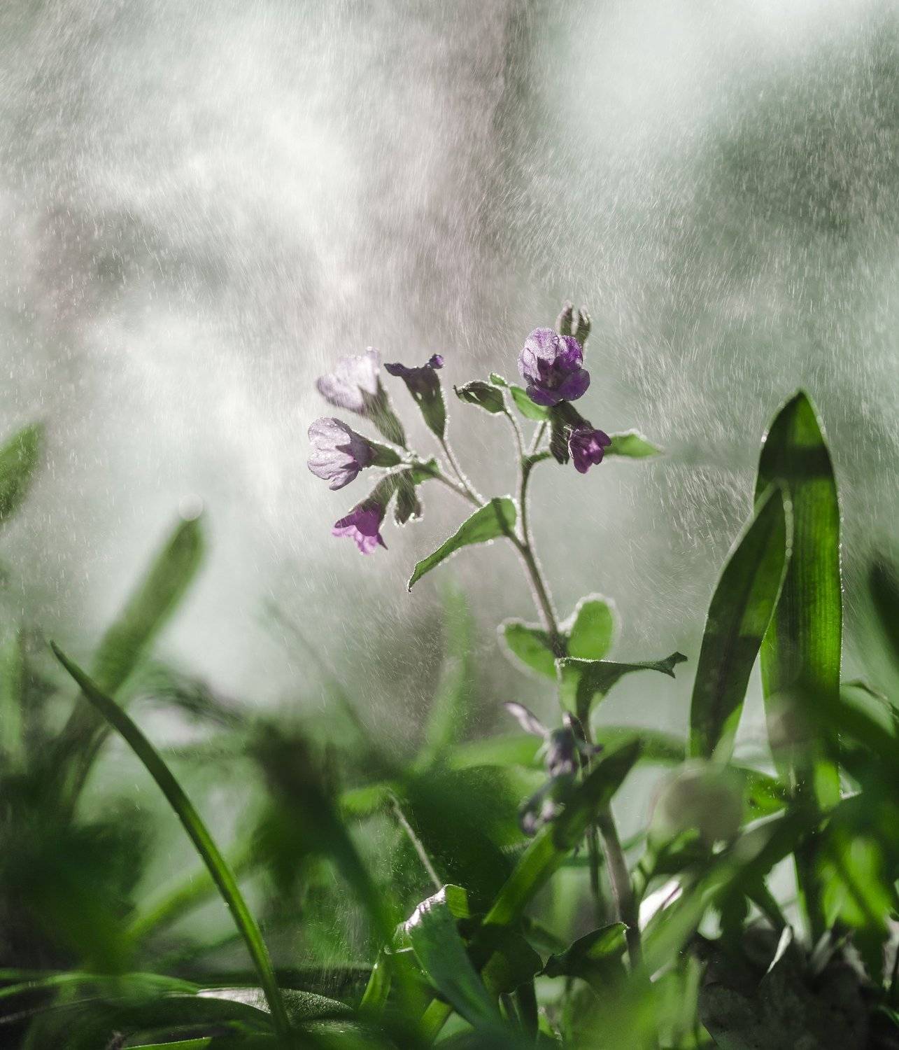 Макро, Цветы, Весна, Трава, Зелень, Вода, Лес, Фиолетовый, Сиреневый, Влага, Утро, Воронеж, Михаил Землянский