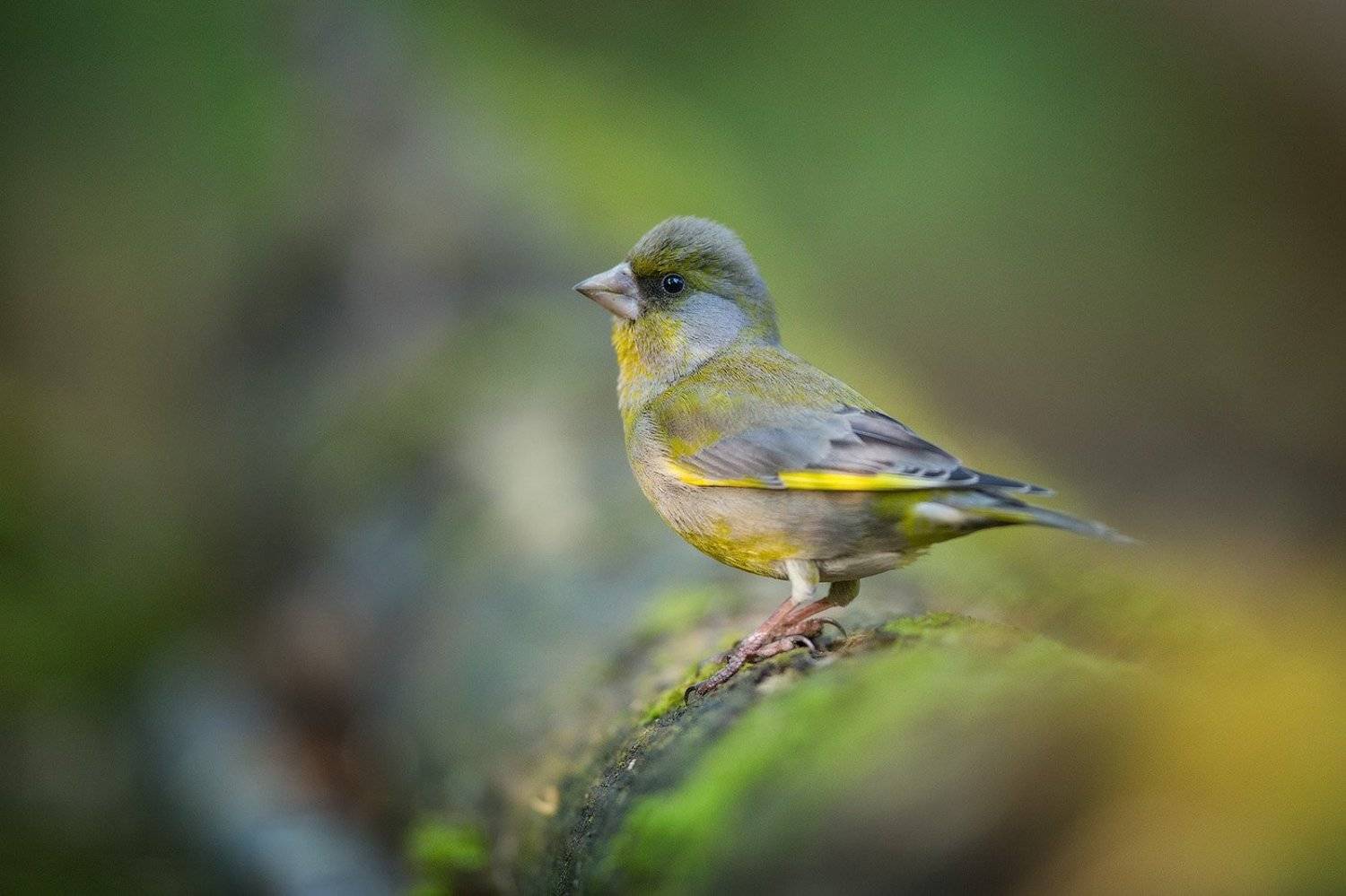 greenfinch, bird, wildlife,птицы, зеленушка, дикая природа, Голубев Дмитрий