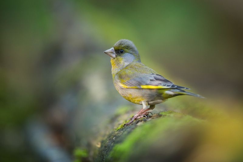 greenfinch, bird, wildlife,птицы, зеленушка, дикая природа Зеленушка фото превью