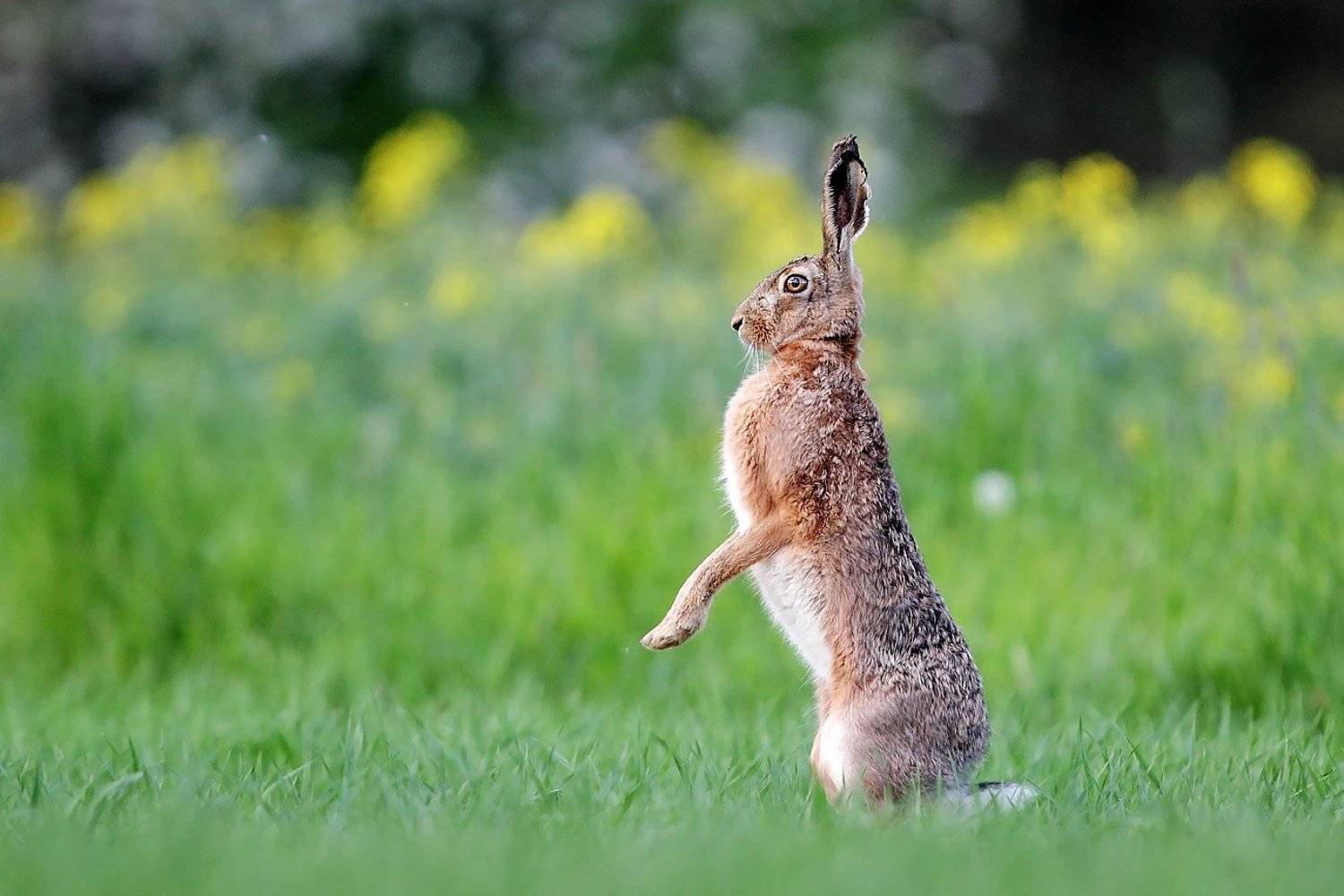 rabbit, wildife, Adam Fichna