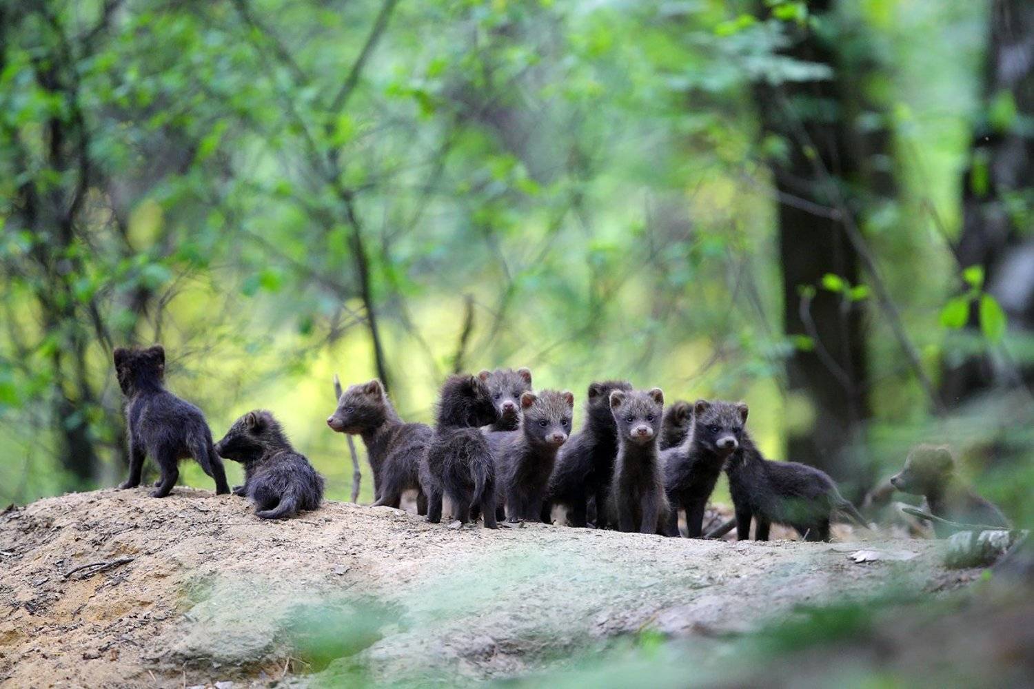 wildlife, animals, woods, forest, burrow, poland,, Adam Fichna