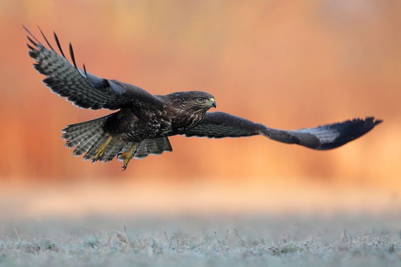 buzzard, hawk, heron, wildlife, birds, poland Common buzzard фото превью