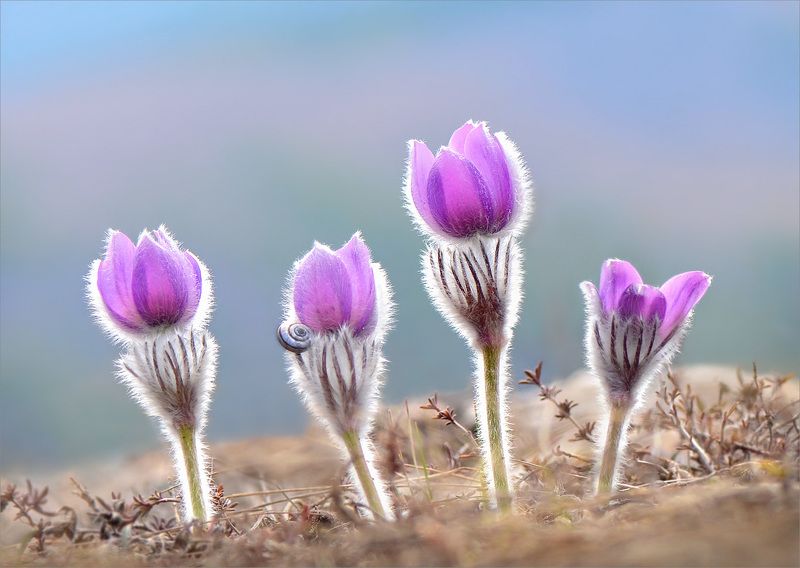 прострел крымский,сон-трава Лиловый сон весны. фото превью