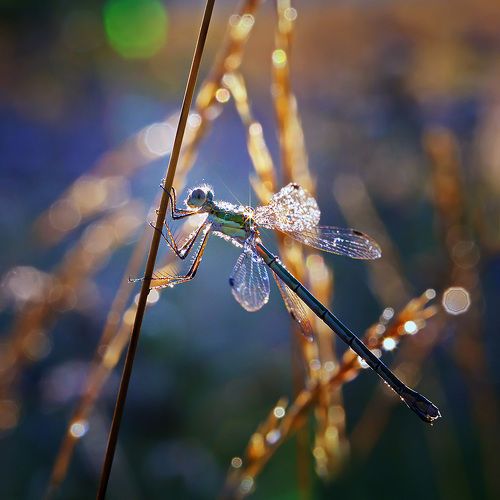 Утренняя звезда