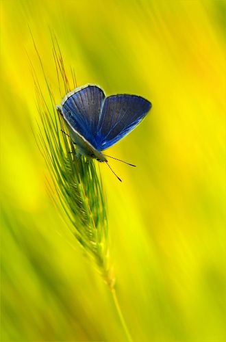 В вечерних травах.