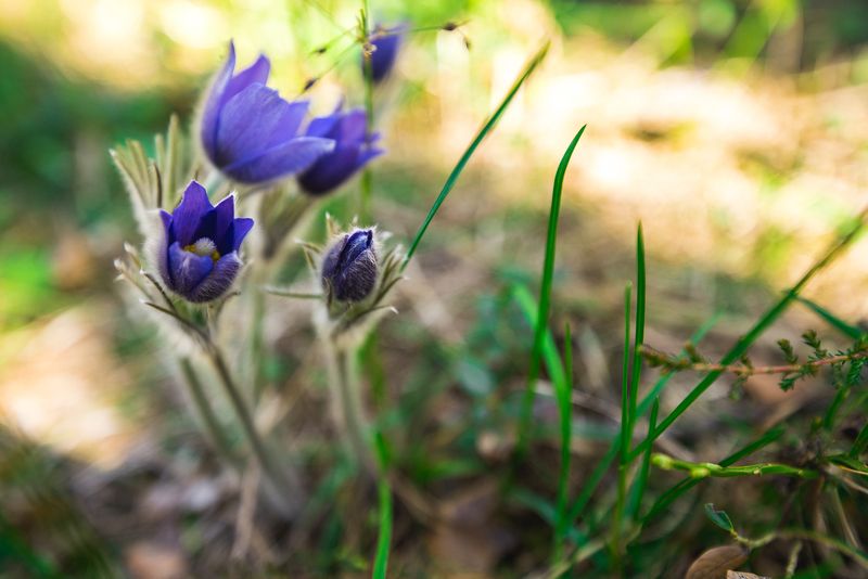 Сон-трава фото превью