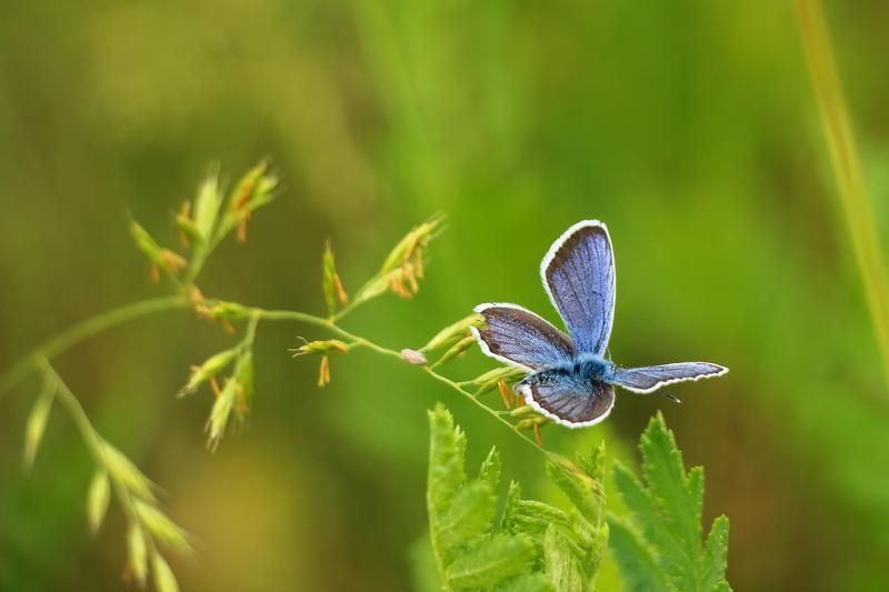 butterfly,	nature,	бабочка, весна,	голубянка,	икар, макро,	насекомое, насекомые,	природа,	insects, polyommatus icarus, бабочки, украина, мелитополь Бабочки фото превью