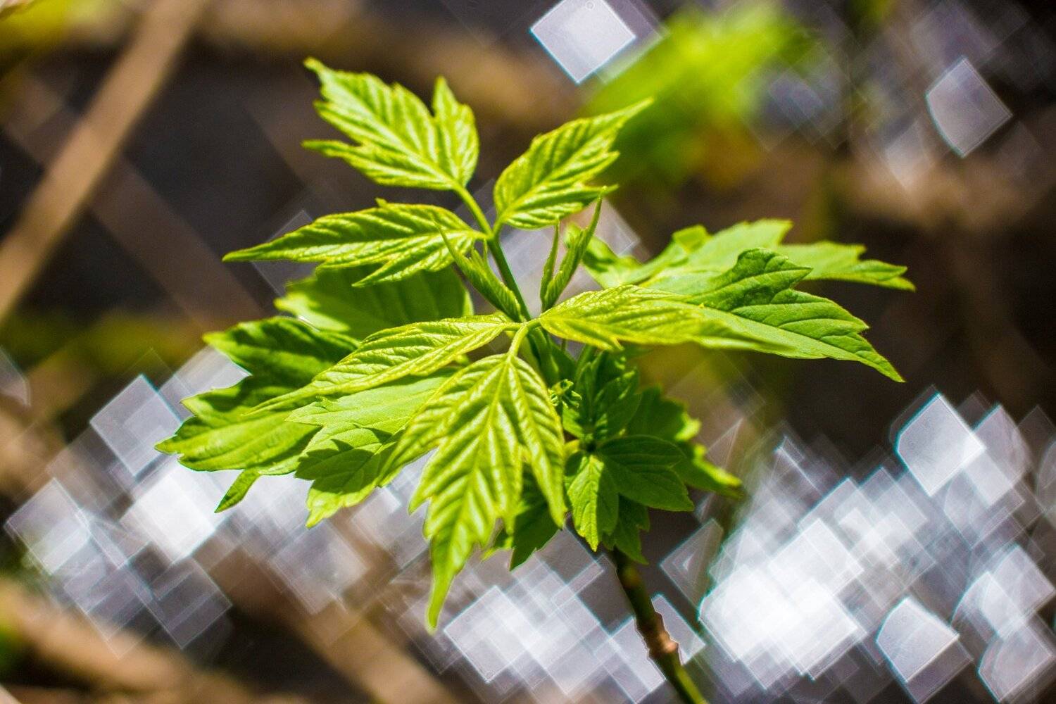 , Руслан Востриков