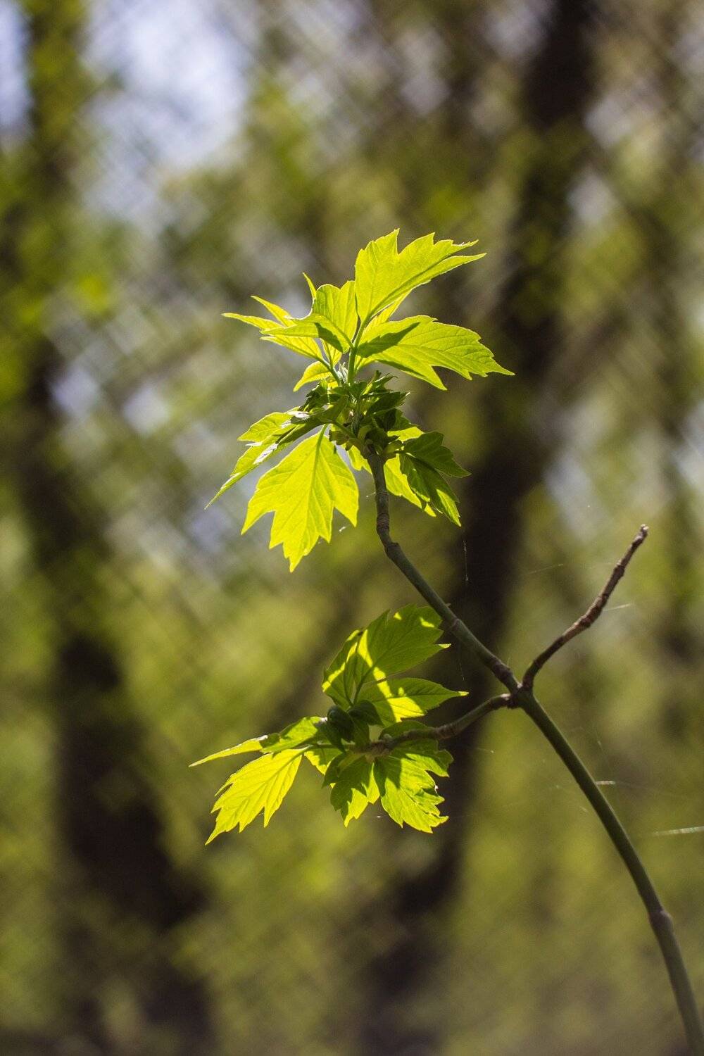 , Руслан Востриков