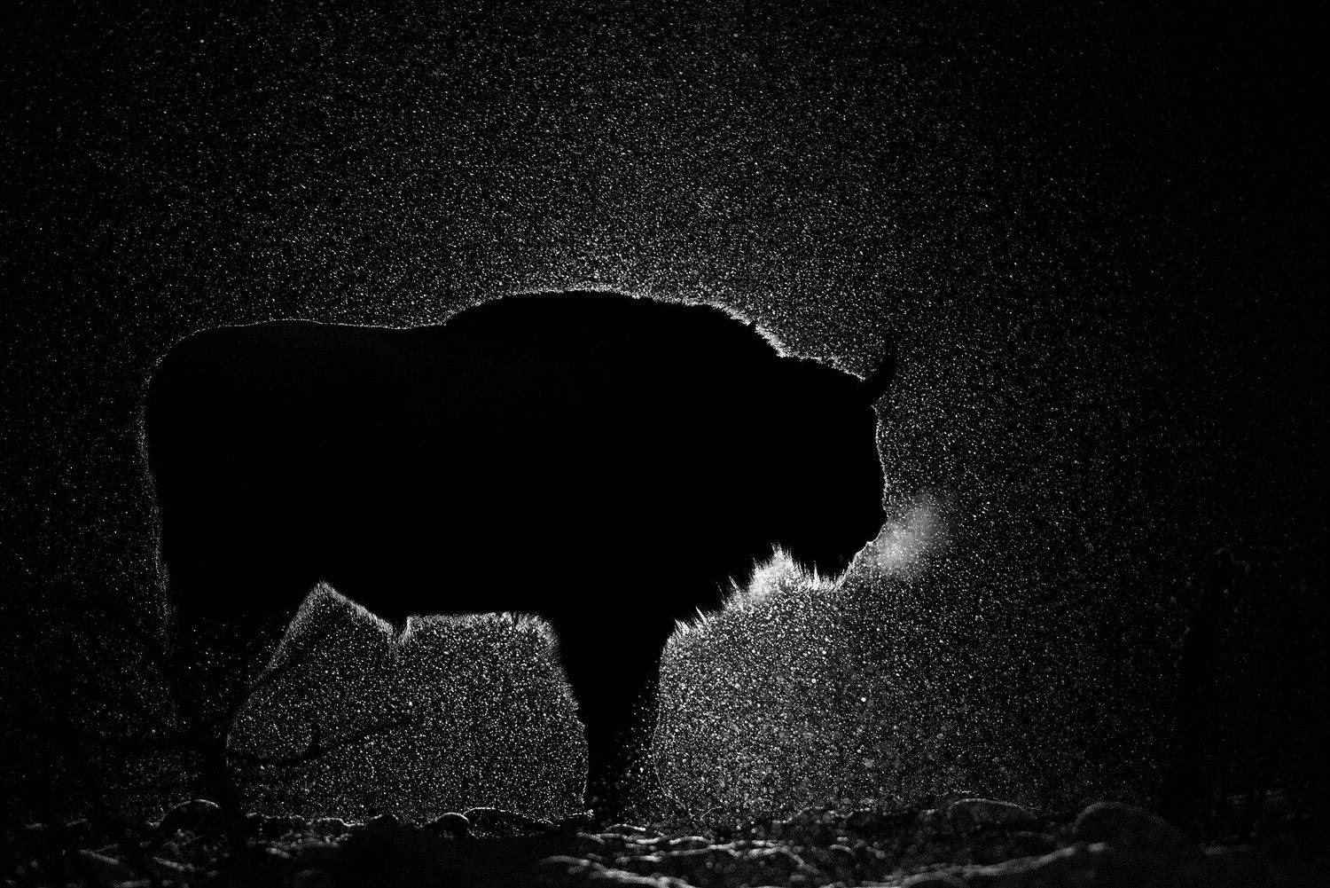 зубр, европейский зубр, калужские засеки, заповедник, ночь, зима, лес, снег, дикая природа, bison, wildlife, winter, night, snow, Игорь Зубков