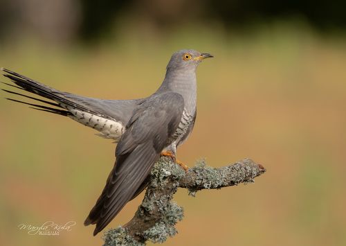 Cuckoo