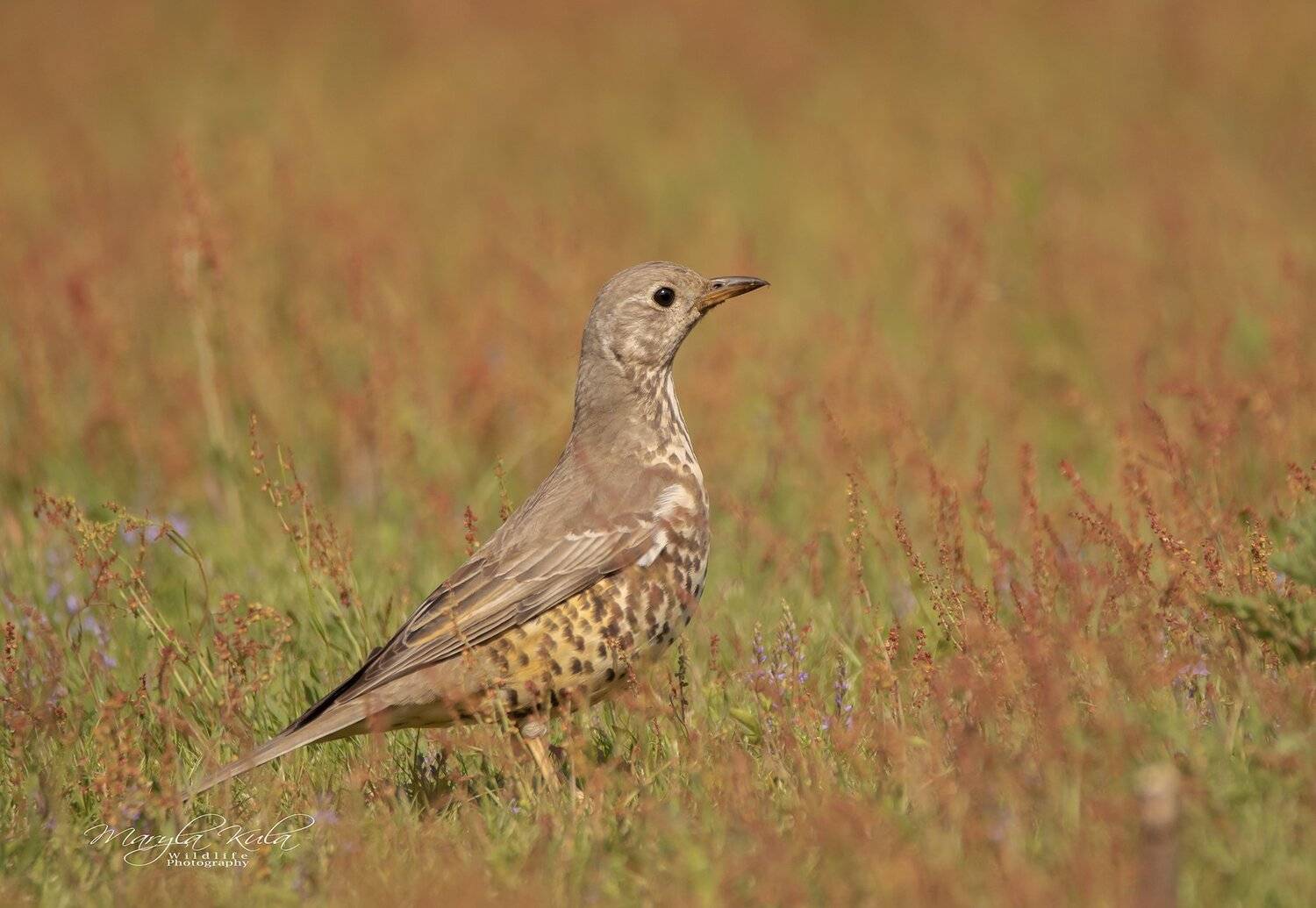 mistle thrush, thrush, bird, nature, animals, woods, land, MARIA KULA