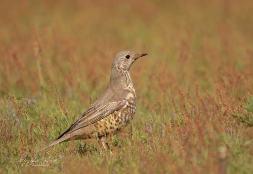 Mistle Thrush