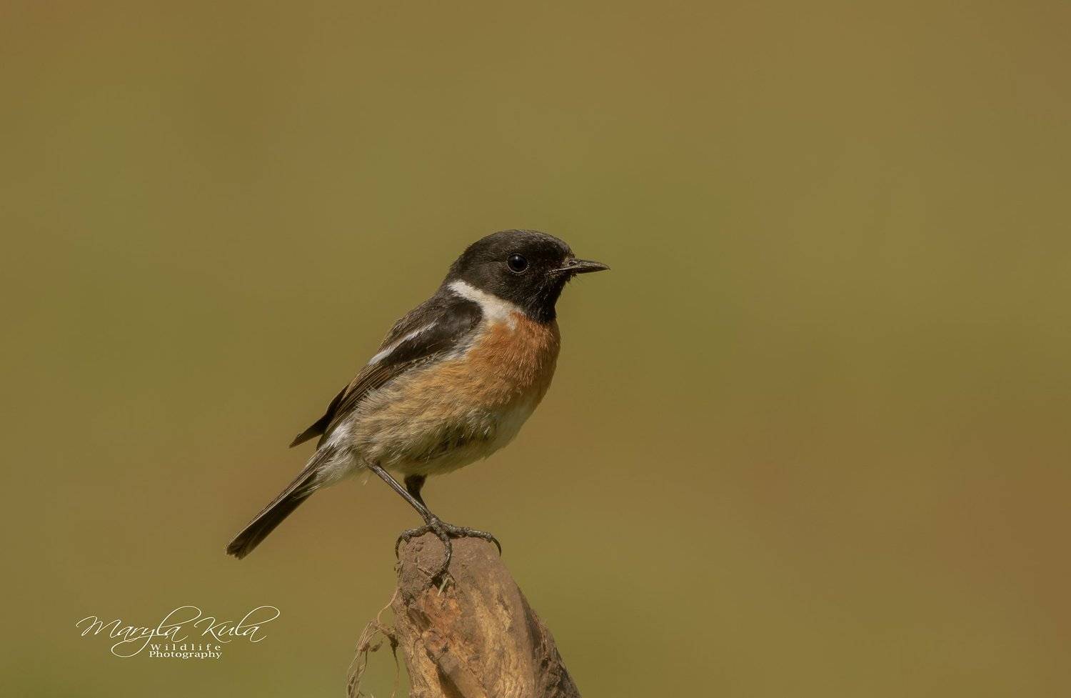 stonechat, birds, nature, wildlife,, MARIA KULA