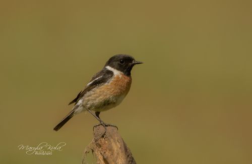 Stonechat