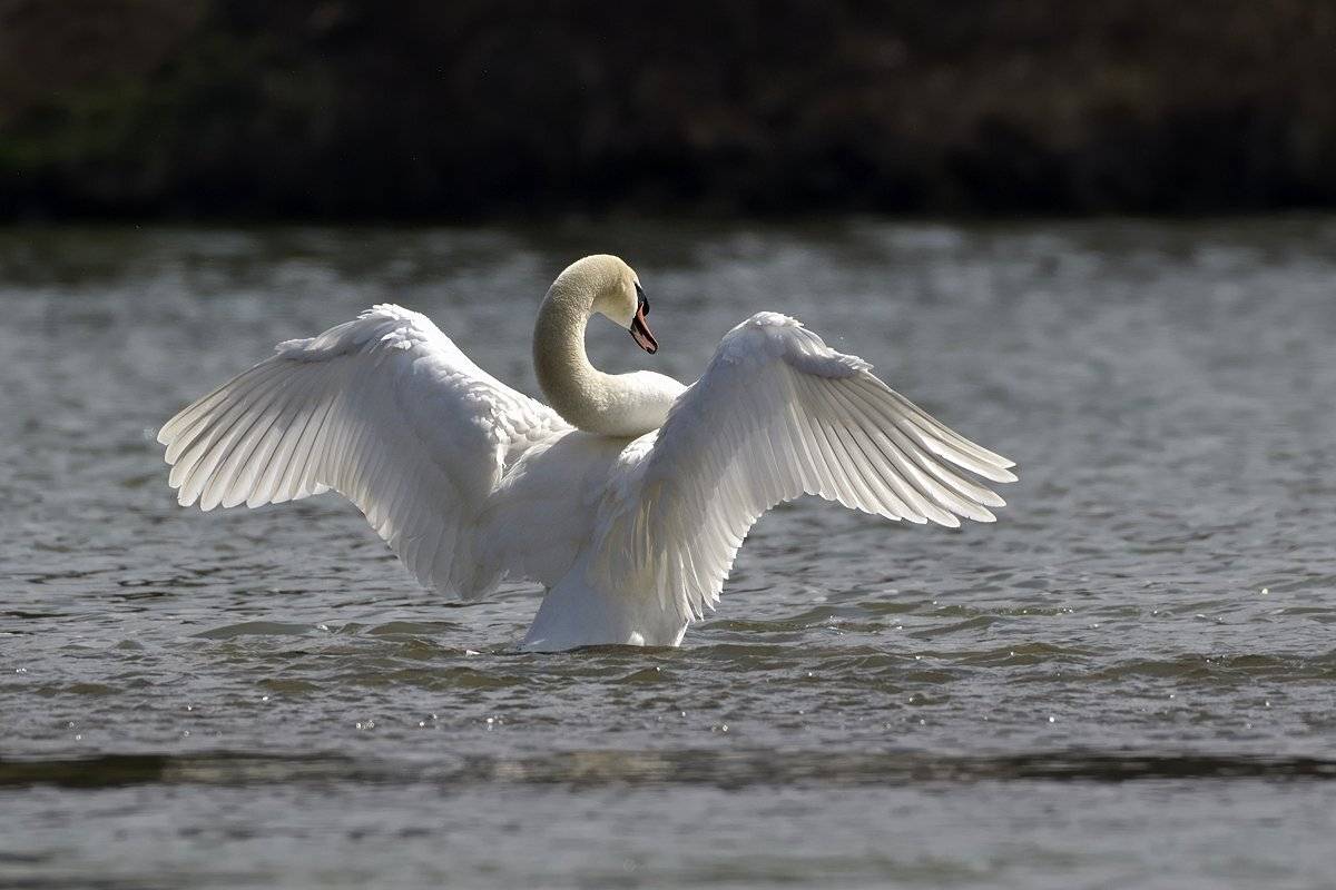 птицы birds, Jaroslav Mego