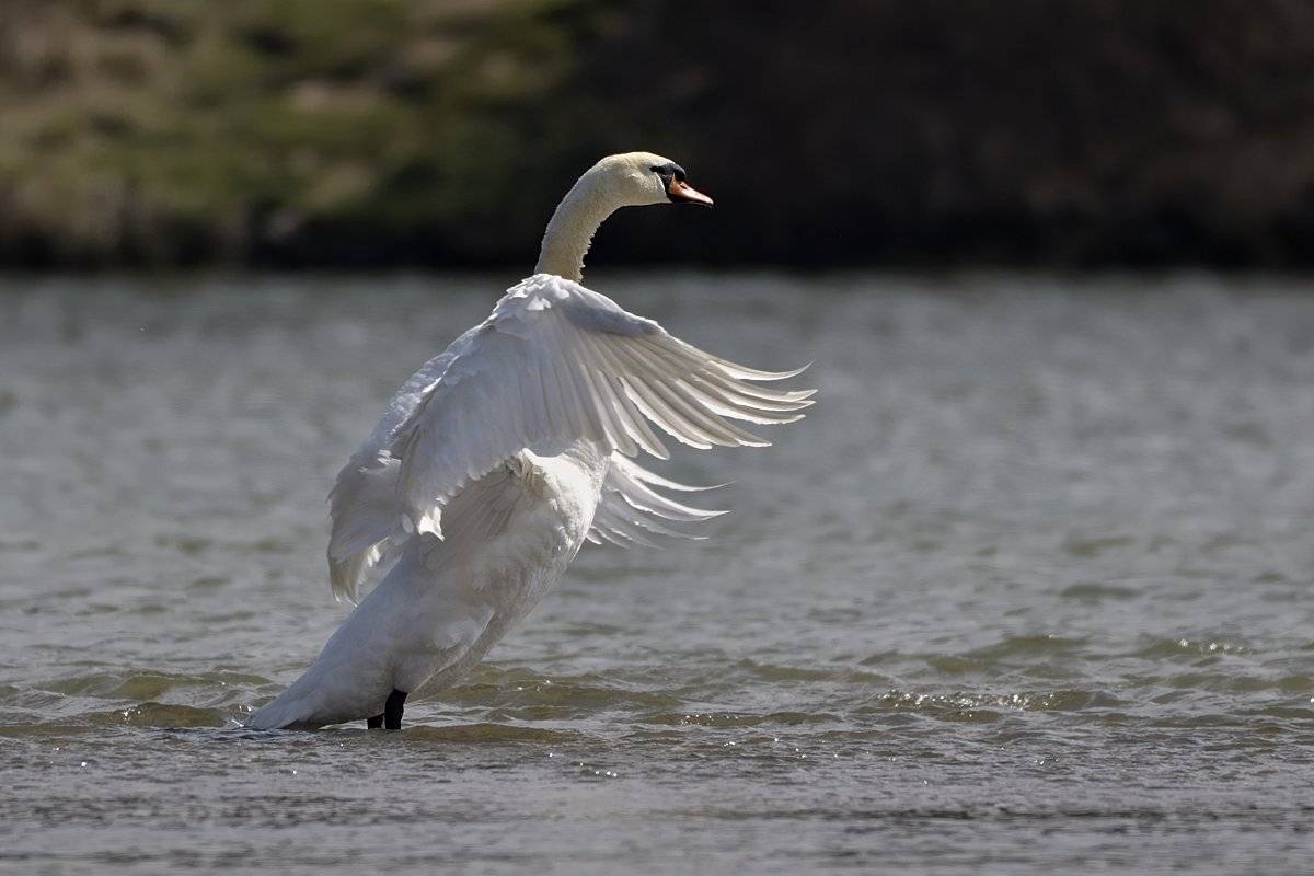 птицы birds, Jaroslav Mego