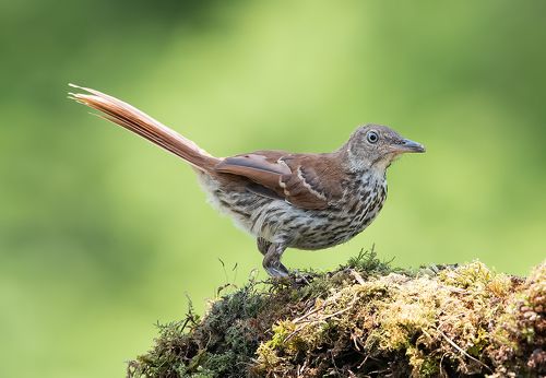 Коричневый пересмешник  молодняк - Brown Thrasher