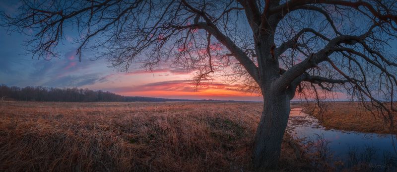 дерево, рассвет, краски, весна, апрель, ветвь, дуб Апрельское утро фото превью