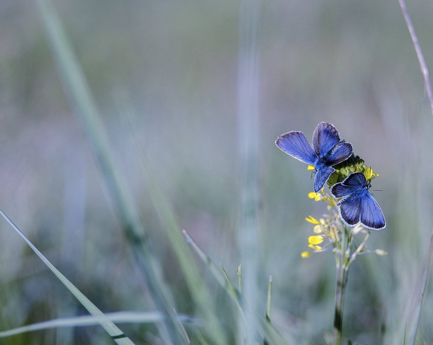 , Елена Вапняр