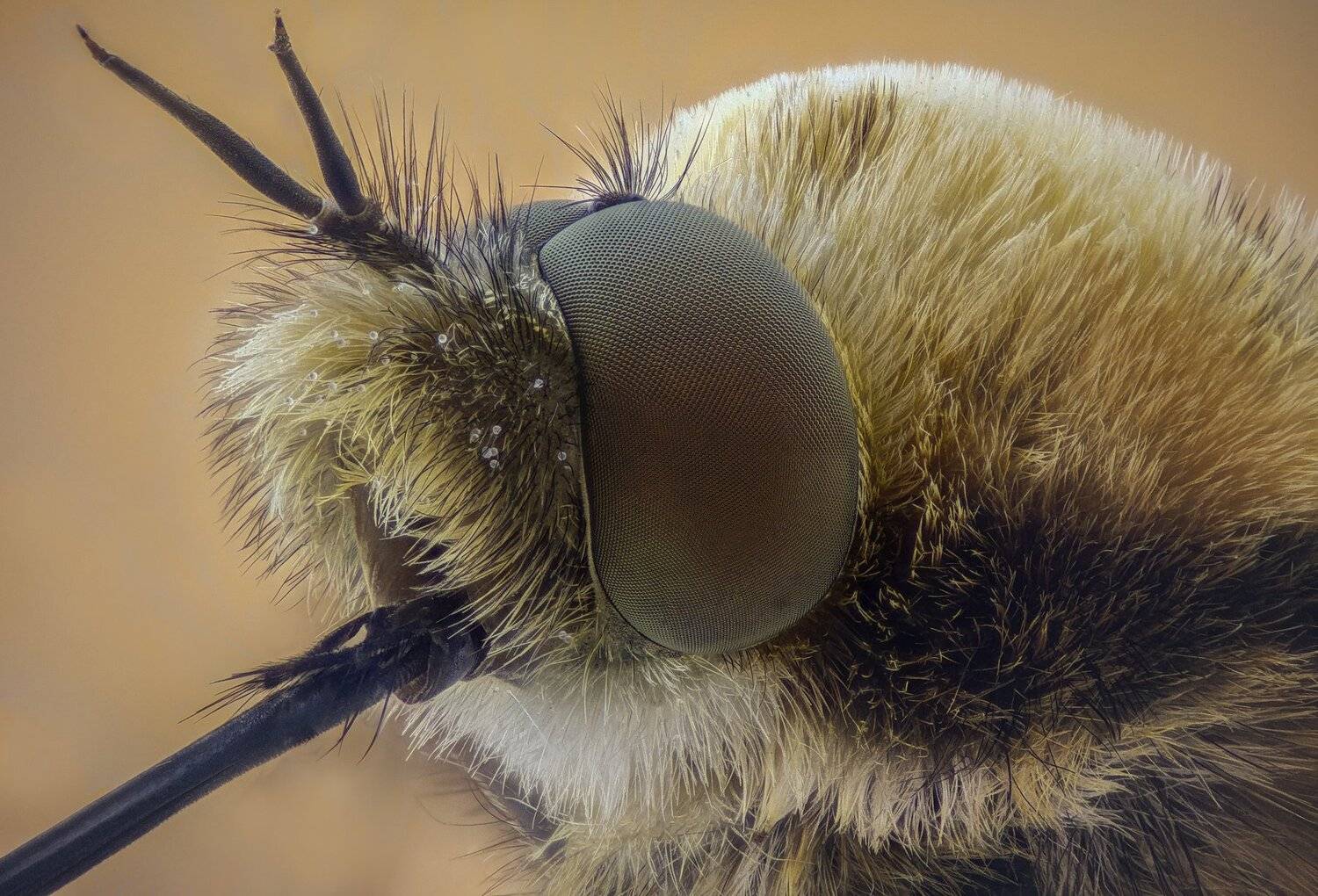Автор: Tsvetan Ganev ceclii, macro, extrememacro, Tsvetan Ganev