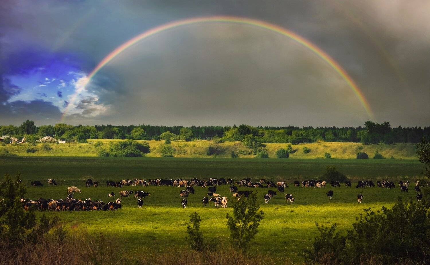 фото, природа, деревня, лес, весна, гроза, радуга, коровы, Екатерина