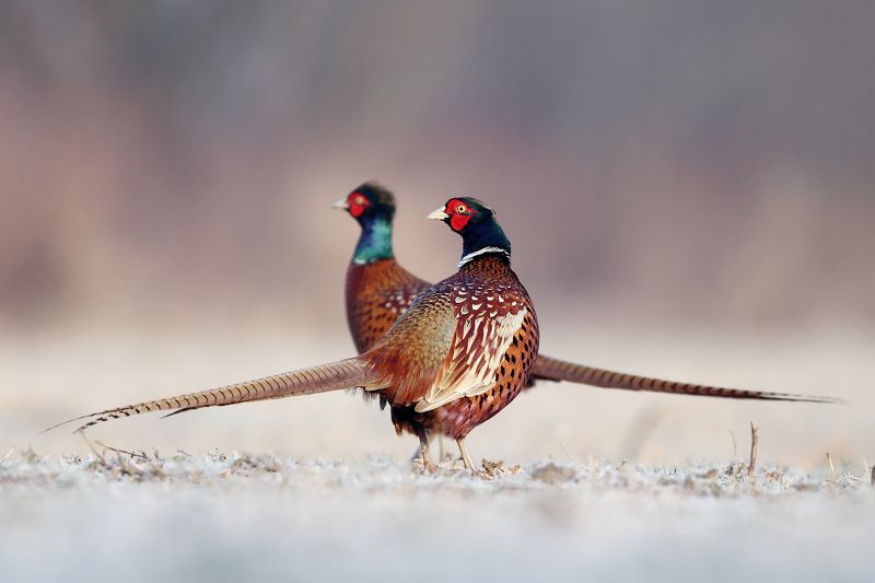 bird, pheasant, wildlife, snow, winter, cold Pheasant фото превью