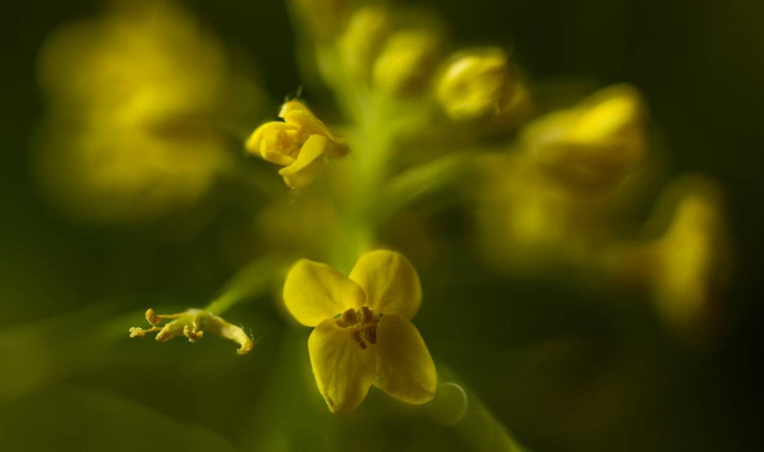 , Николай Андреев