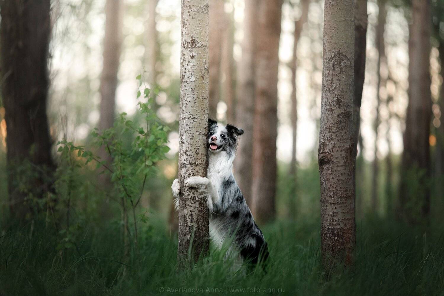 собака, лес, природа, Анна Аверьянова