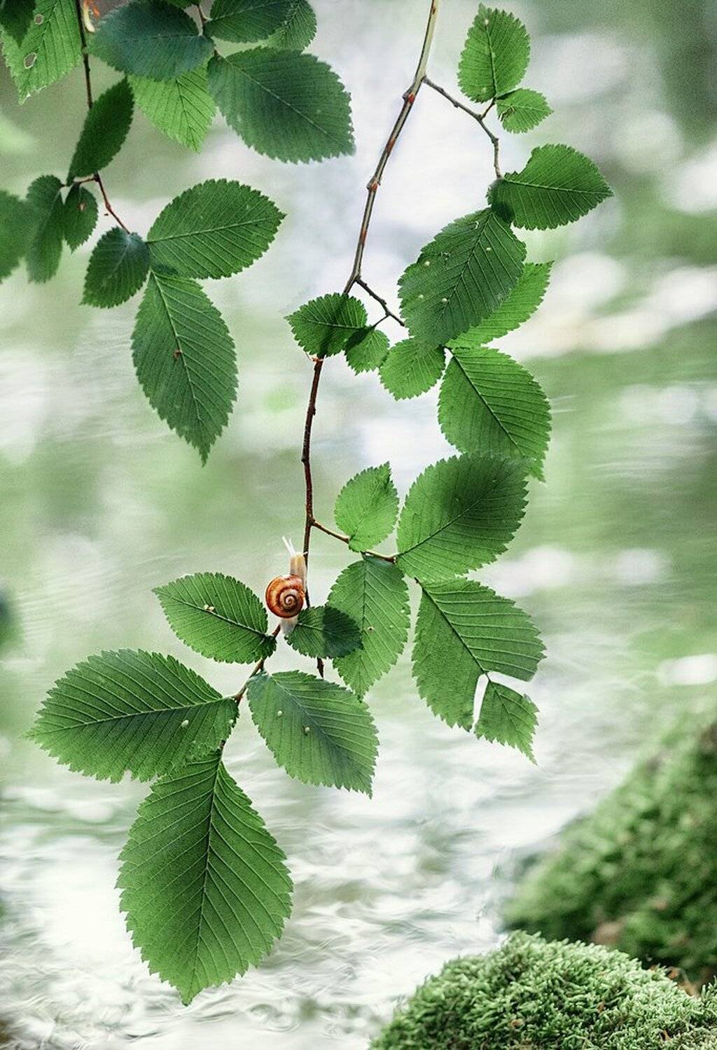 , Александр Чорный