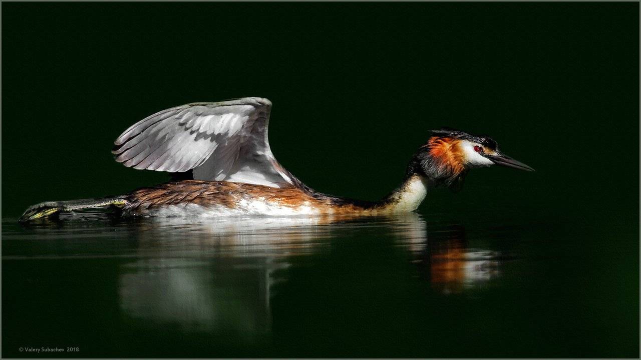 , Валерий Субачев