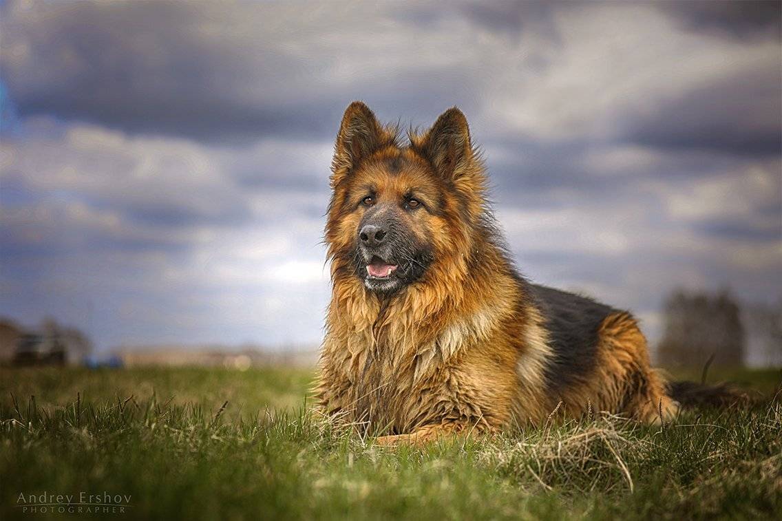 , Андрей Ершов