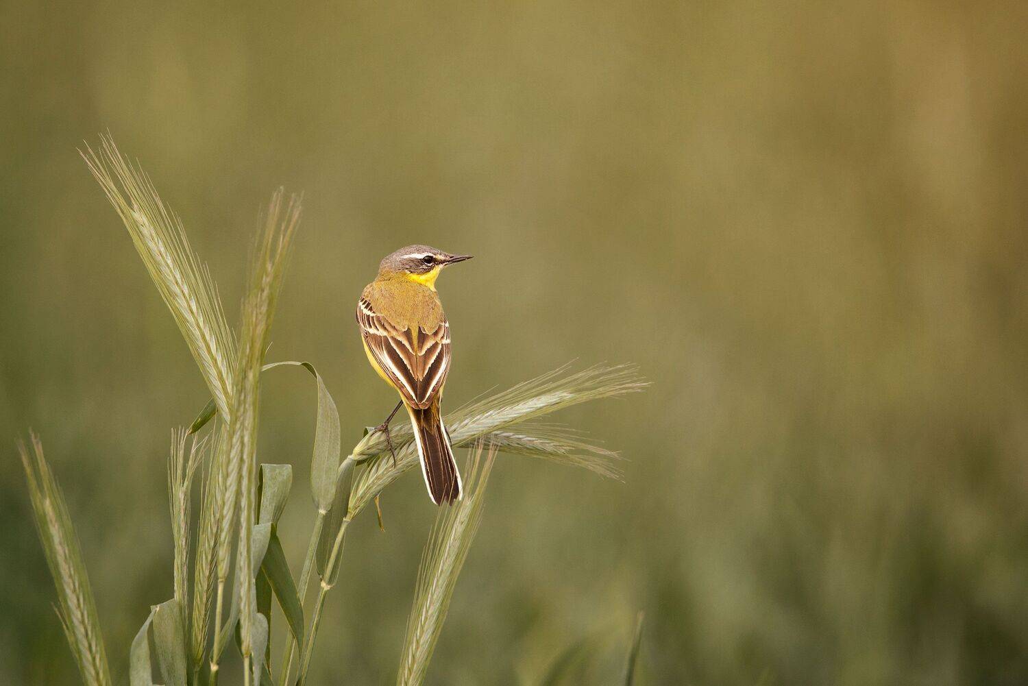 , Arkadiusz Michalak