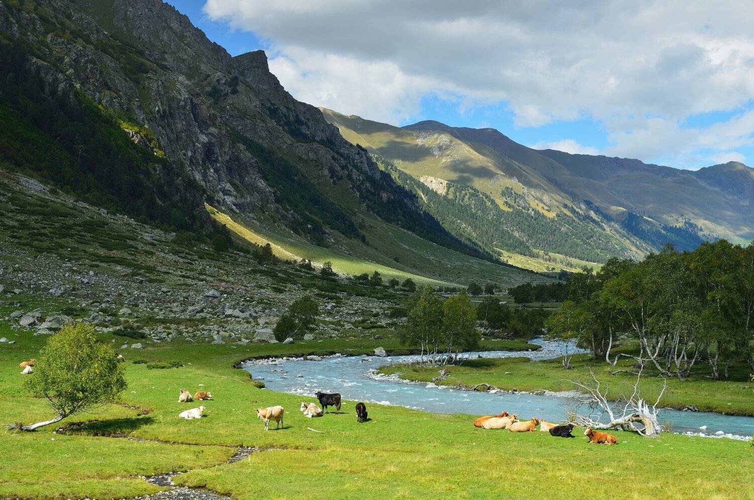 горы лето река коровы, Александр Жарников