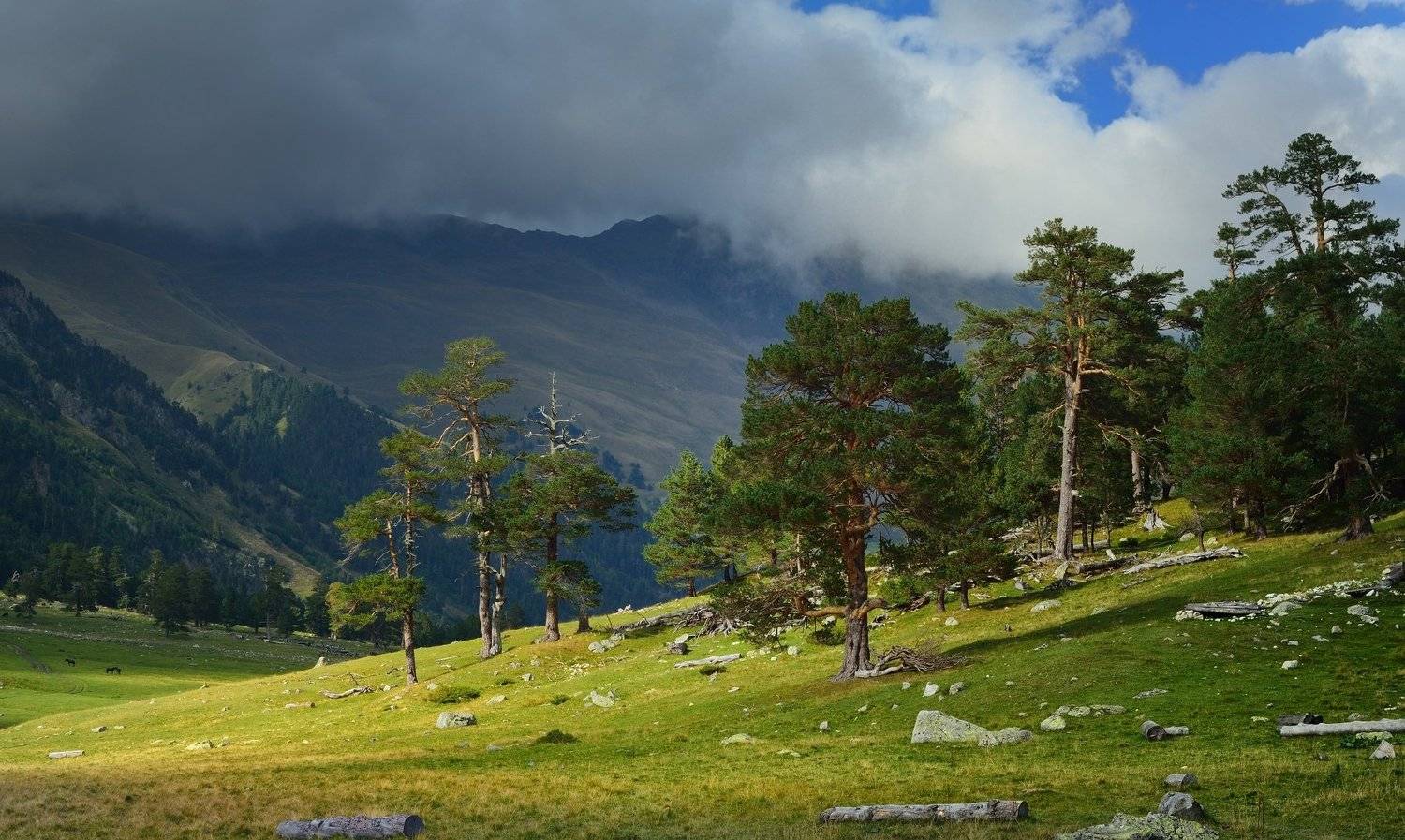 горы лето ущеллье вечер, Александр Жарников
