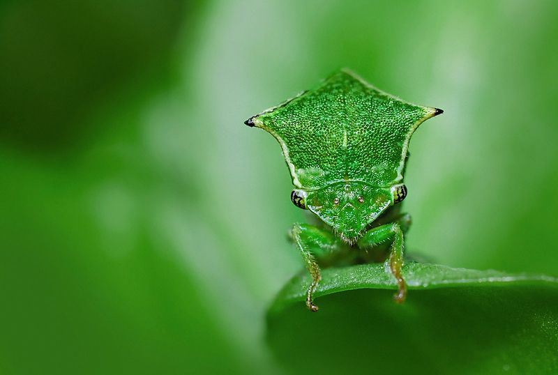 Инопланетянка. фото превью