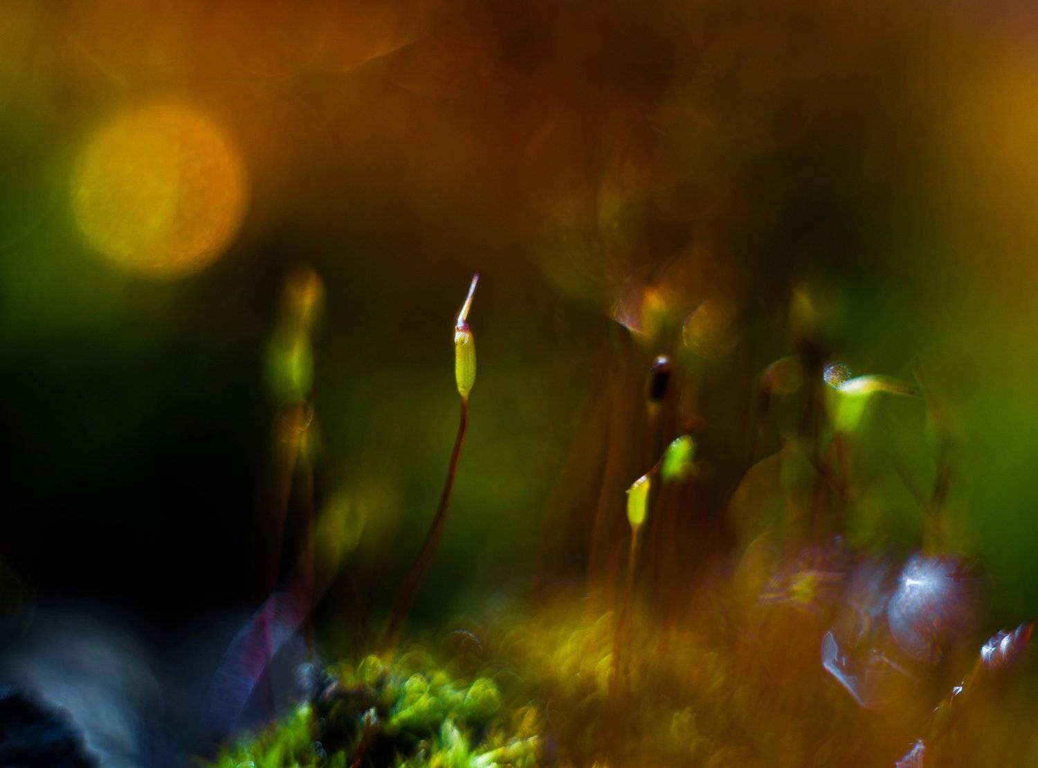 природа, г. арсеньев, Тамара Морозова