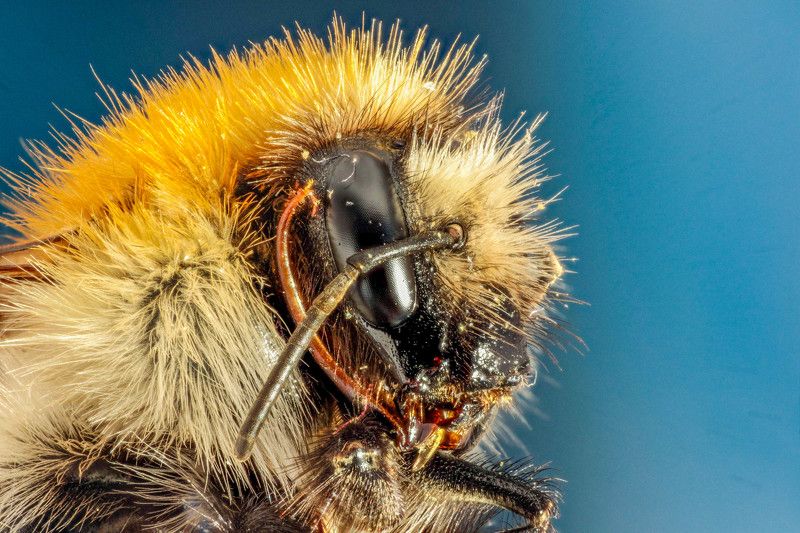 шмель голова  Шмель фото превью