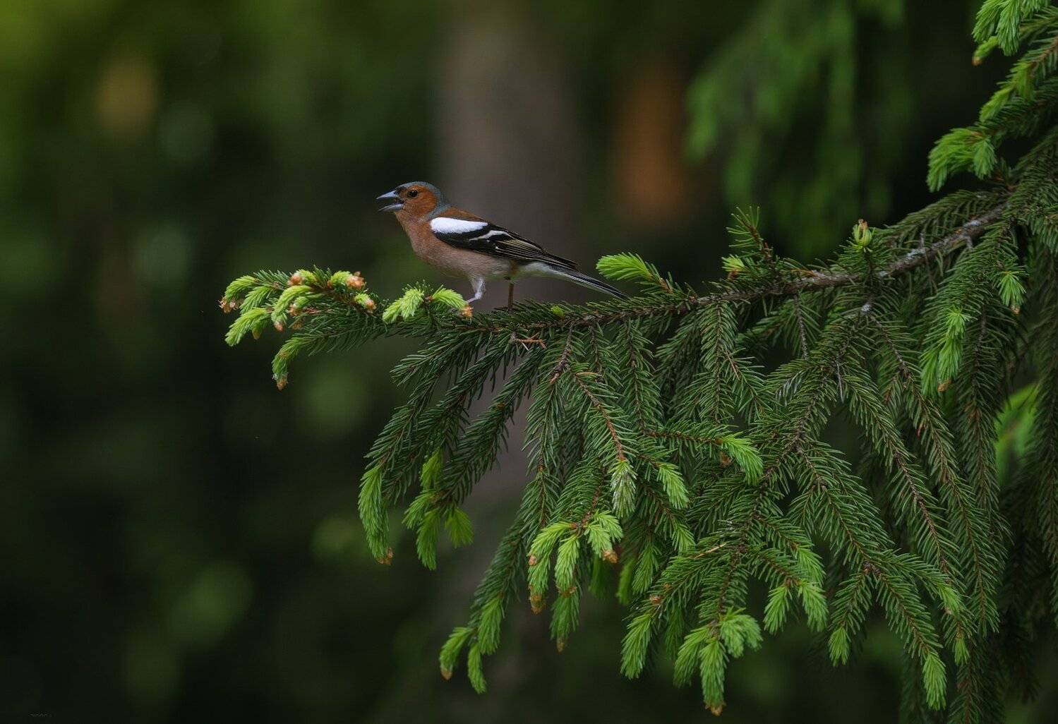 природа, лес, животные, птицы, Дмитрий Посевич