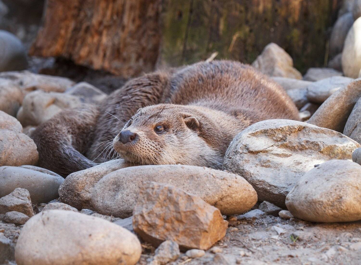 выдра, Олег Богданов