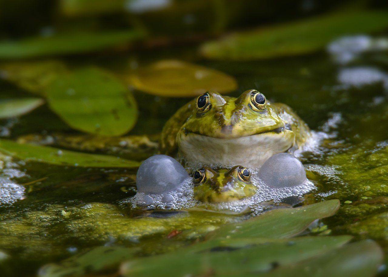 , Валерий Субачев