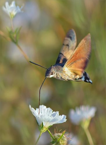 Бабочка-колибри.