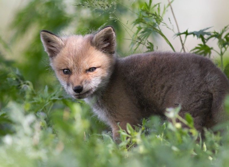 животные, млекопитающие, лиса, лисенок, дикая природа, фотоохота Дерзкий фото превью