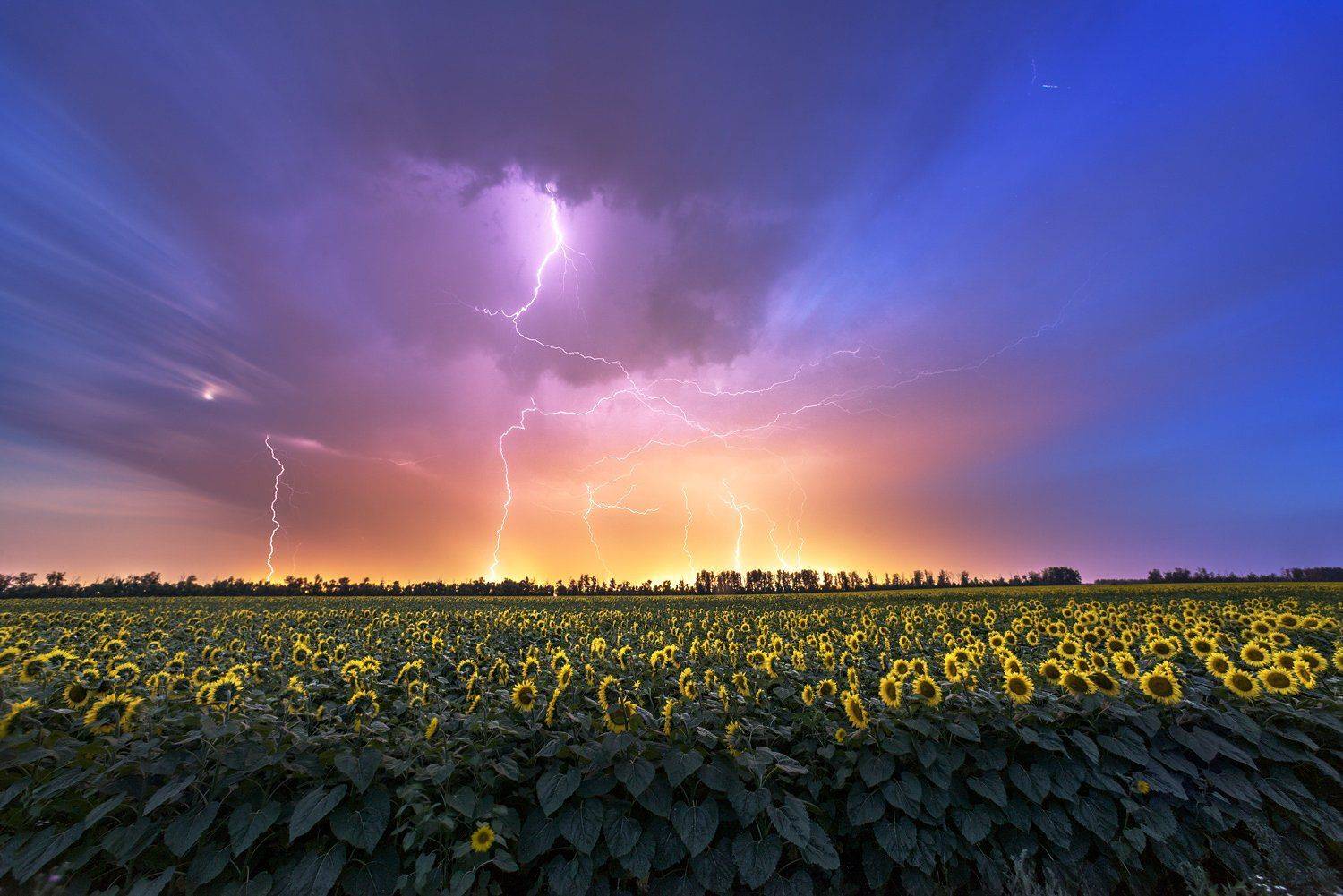 гроза,молнии,ночь,тучи,поле подсолнухов, Андрей Cоколов
