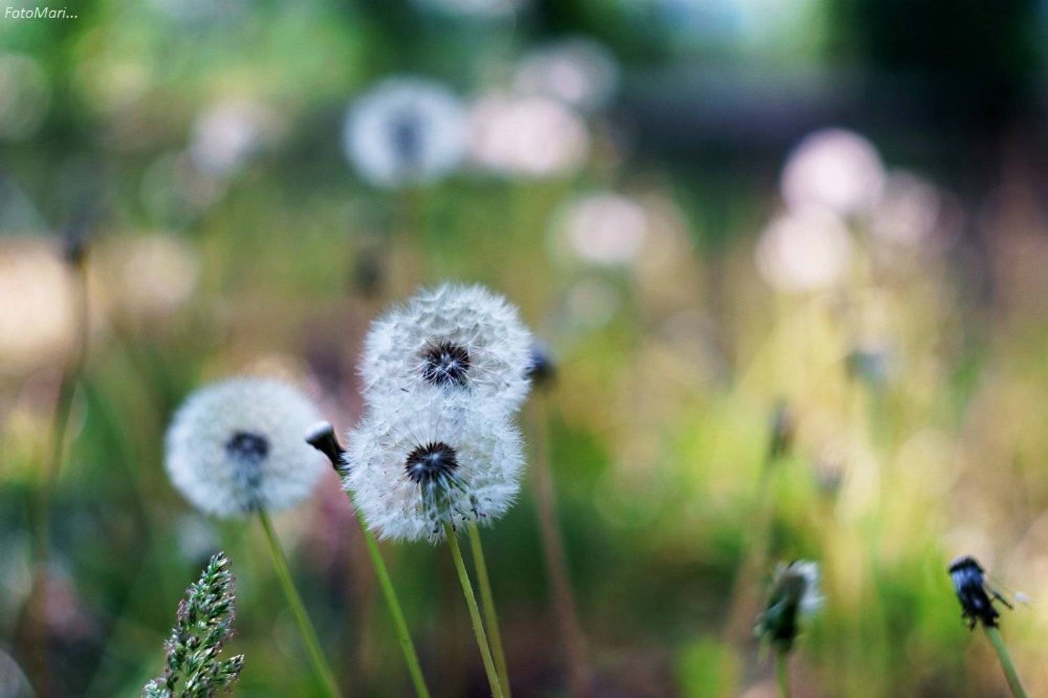 , Марина Соколова