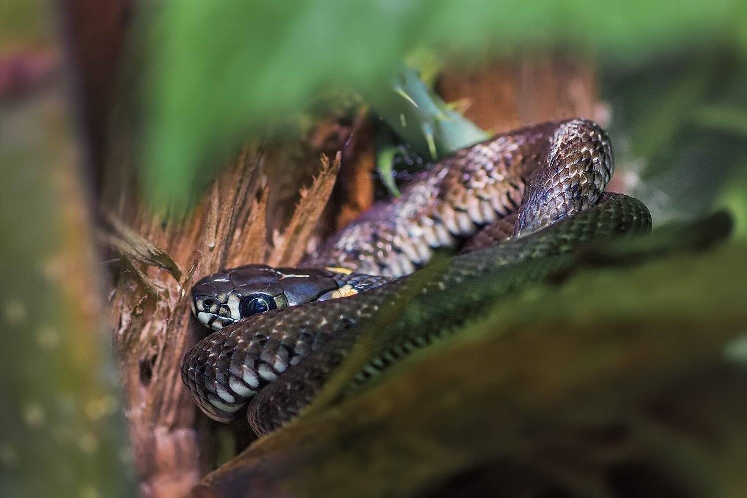 змея,трава,дерево,ветка,лист,зелень,свет, Юрий Котов