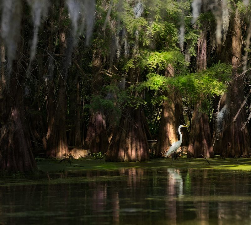 Louisiana, Swamp  White Heron and Racoons фото превью