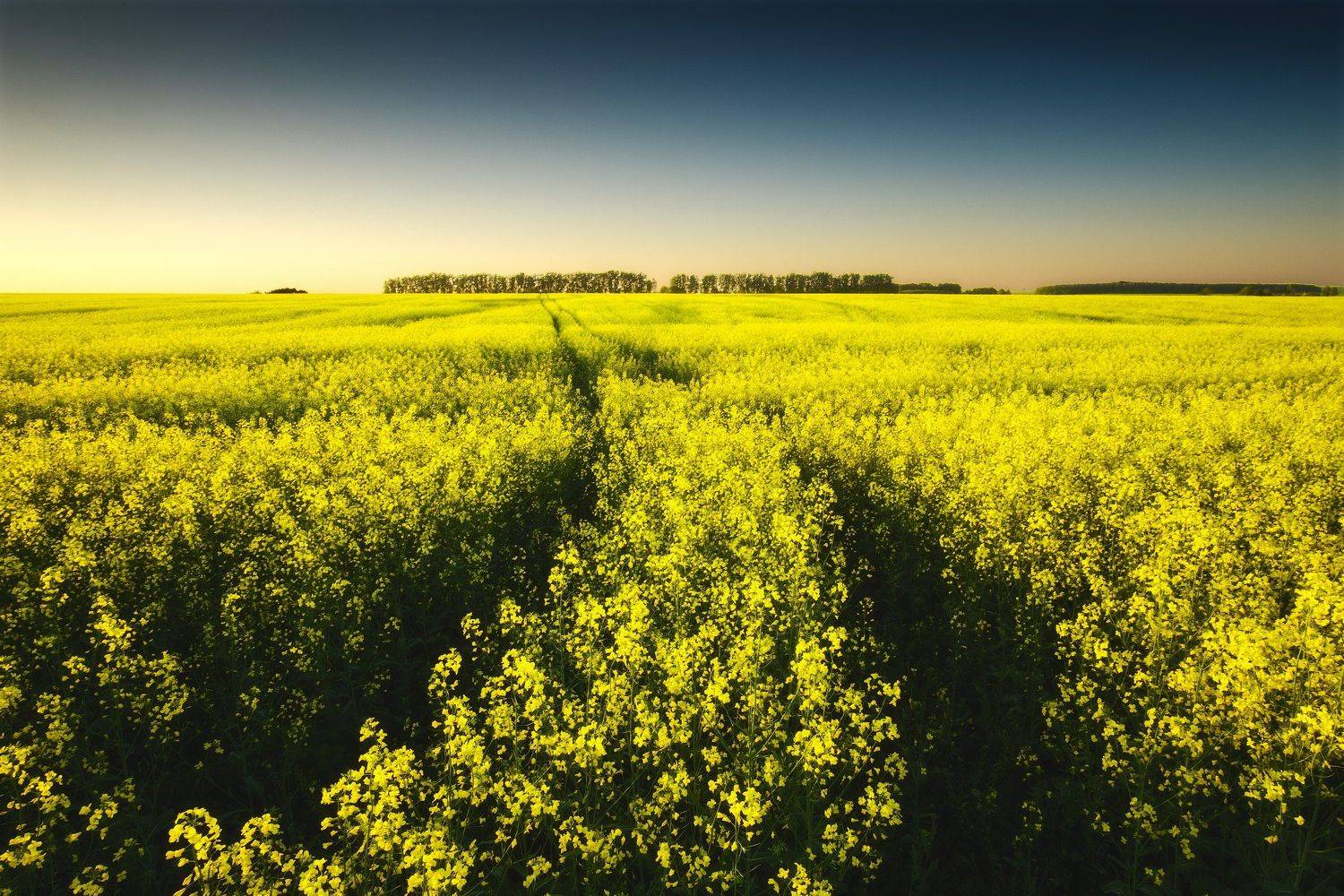 россия, московская область, зарайск, рапс, закат солнца, закат, поле, лес, весна, цветы, пейзаж, природа, Оборотов Алексей