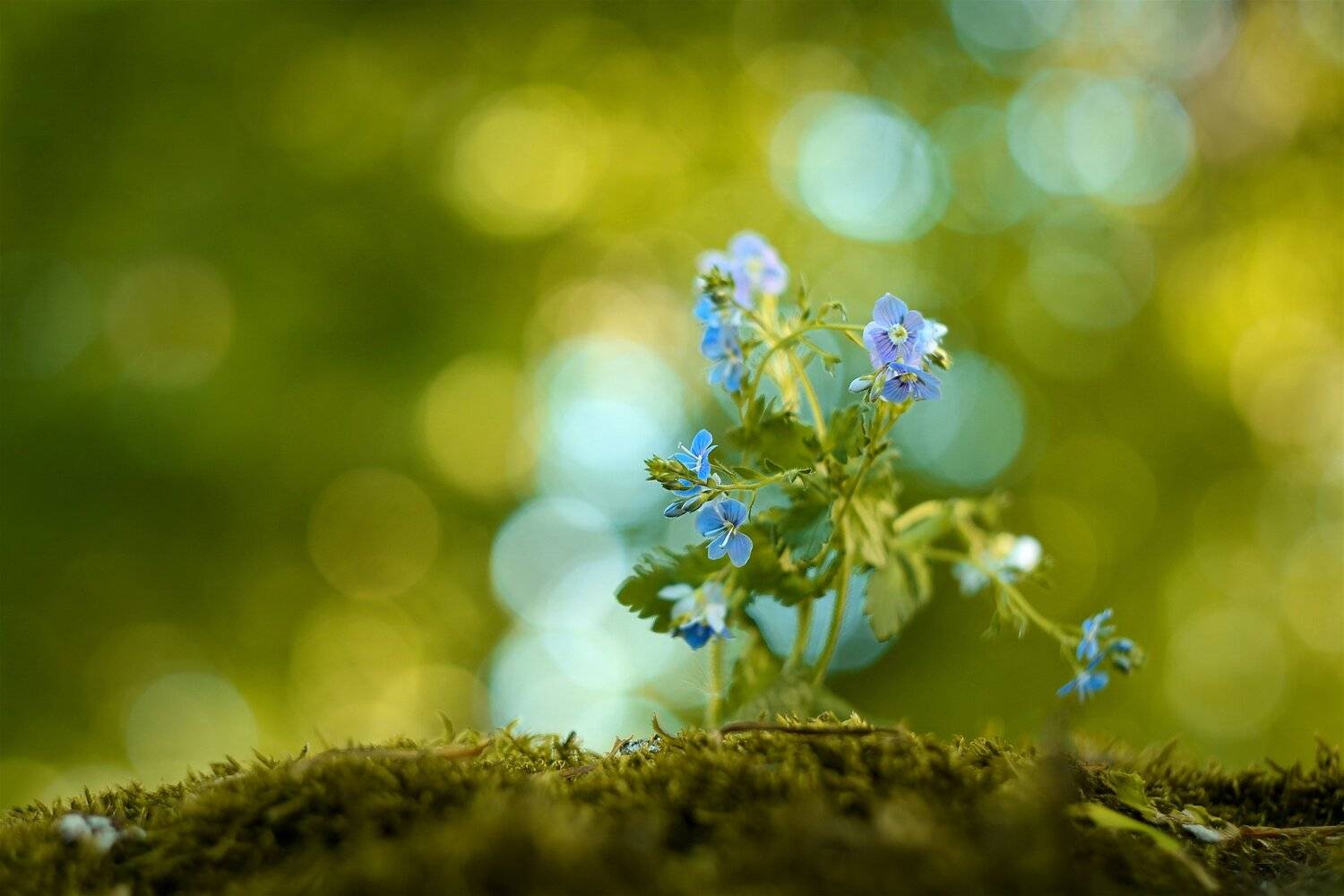 , Эдуард Колобошников