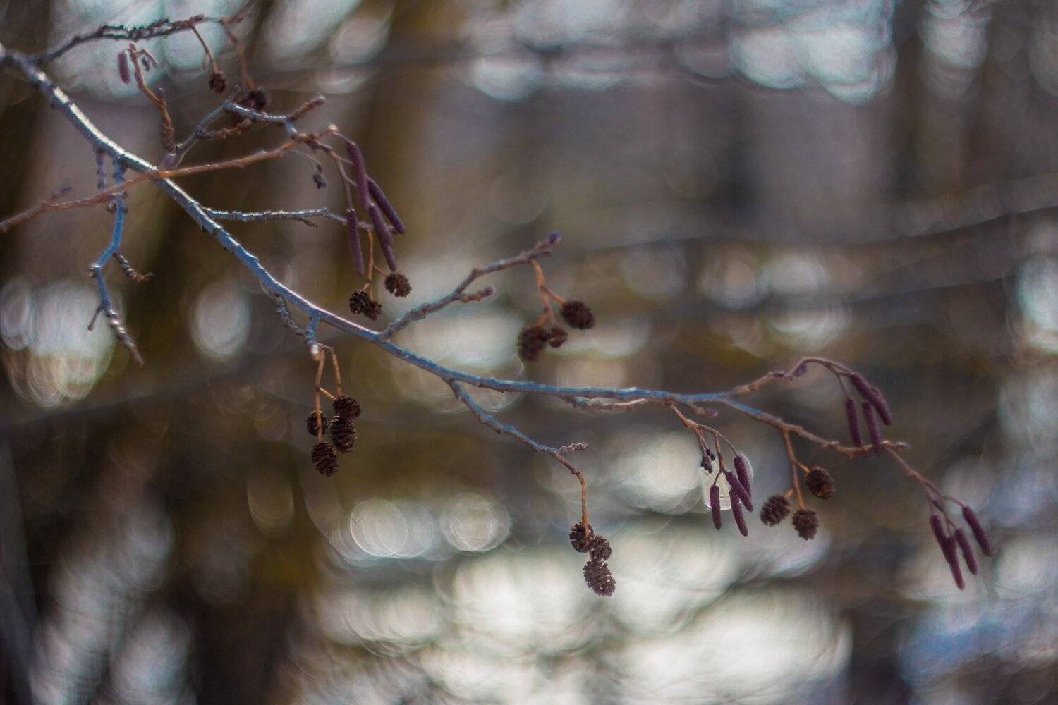 , Руслан Востриков